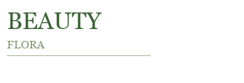 bf header logo